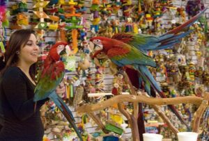 hand-raised parrots for sale